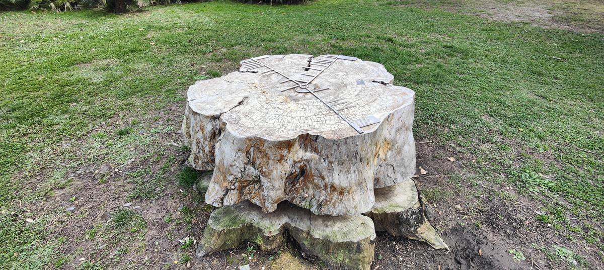 Cedrus Libani, base dendrocronologica, Villa Serra Park, Genoa–Nervi, ring age analysis conducted by ISCUM Genoa.