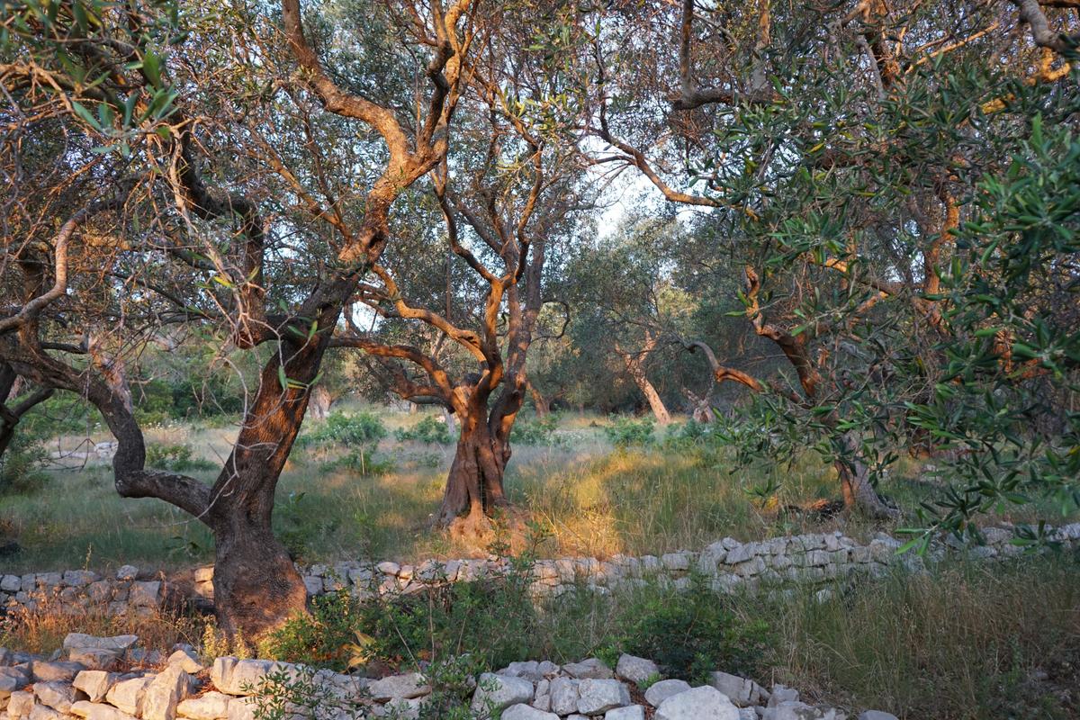 An old olive grove in Paxos at sunrise.